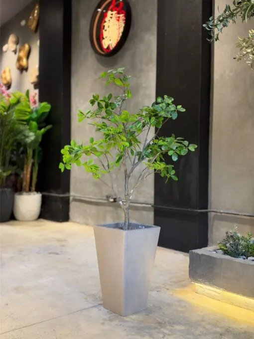 Schefflera Arboricola Tree 110 cm