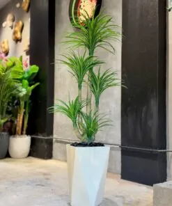 Alternative view of Dracaena Anita Tree 160 cm