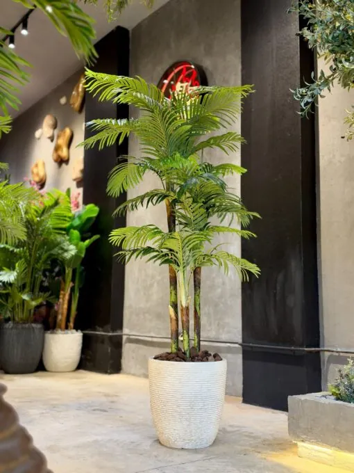 Areca Palm 3 Trunks 210 cm Green