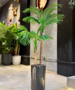 Alternative view of Areca Palm 2 Trunks 150 cm