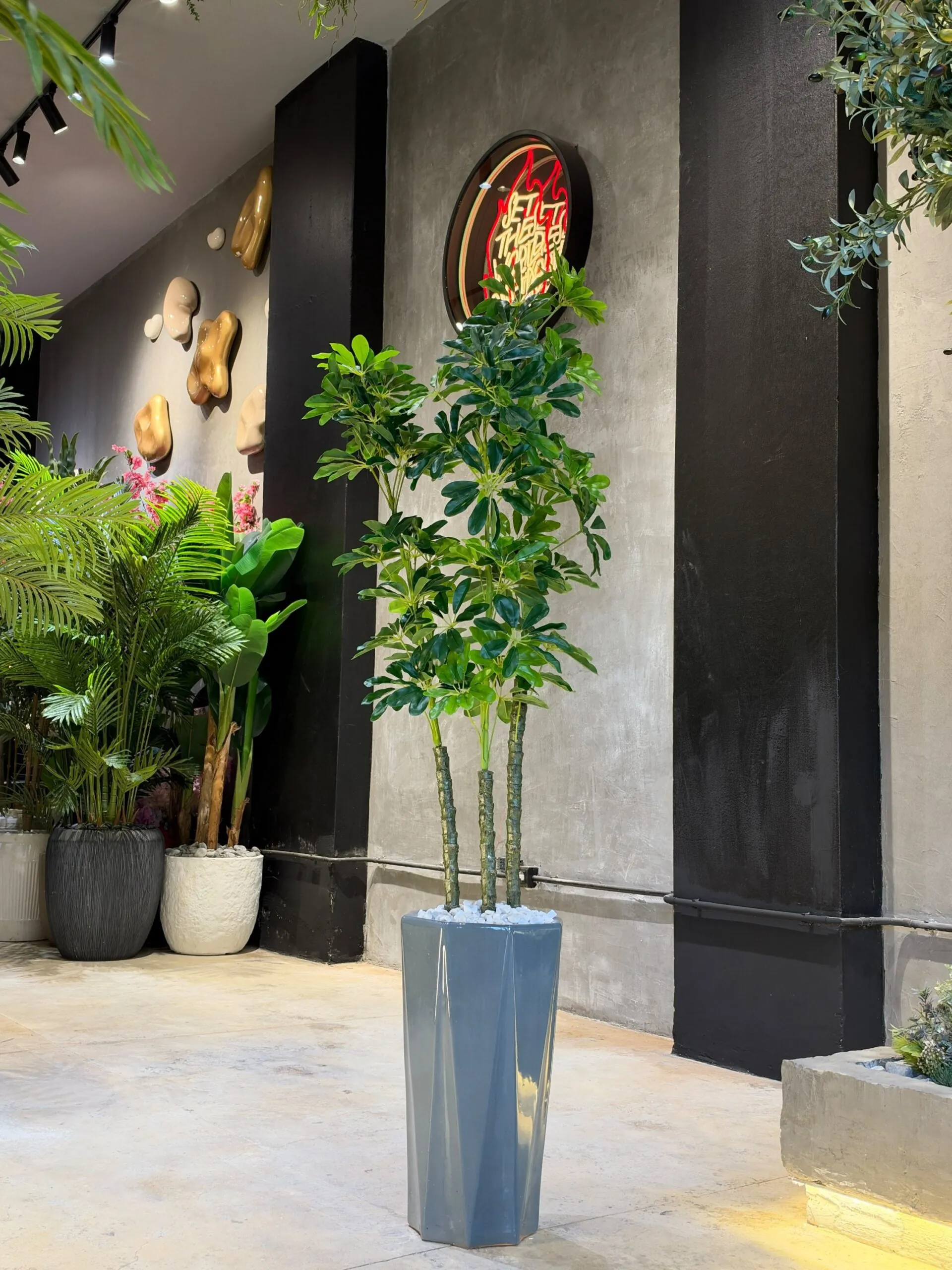 Schefflera Arboricola Multi-Stem Tree 130 cm