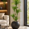 Dracaena Anita Tree 160 cm styled in an interior — Neon Jungle Studios