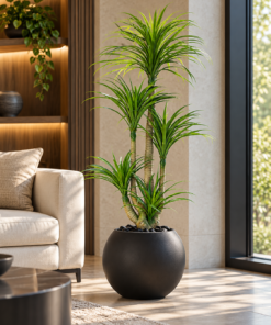 Dracaena Anita Tree 160 cm styled in an interior — Neon Jungle Studios