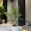 Areca Palm 130 cm – artificial tree in the Jdeideh showroom, Neon Jungle Studios