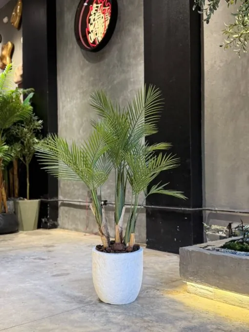 Areca Palm 3 Trunks 110 cm