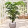 Areca Palm 180 cm styled in an interior — Neon Jungle Studios