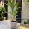 Areca Palm 3 Trunks 170 cm – artificial tree in the Jdeideh showroom, Neon Jungle Studios