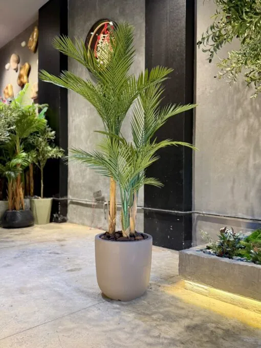 Areca Palm 3 Trunks 160 cm