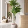 Areca Palm Trees 210 cm 3 trunks styled in an interior — Neon Jungle Studios