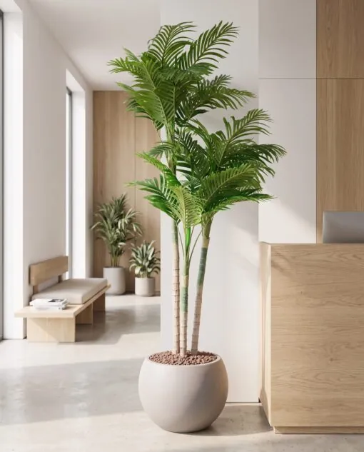 Areca Palm Trees 210 cm 3 trunks styled in an interior — Neon Jungle Studios
