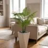 Areca Plant 100 cm styled in an interior — Neon Jungle Studios