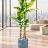 Banana Palm Variegated 190 cm styled in an interior — Neon Jungle Studios