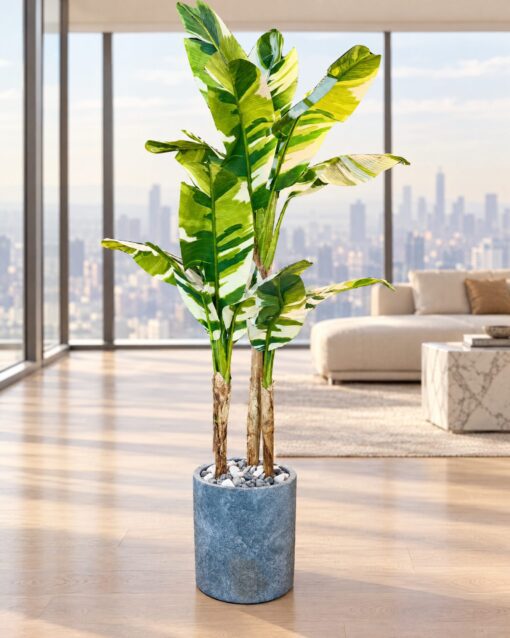 Banana Palm Variegated 190 cm styled in an interior — Neon Jungle Studios