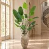 Banana Plant styled in an interior — Neon Jungle Studios