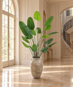 Banana Plant styled in an interior — Neon Jungle Studios