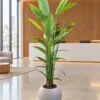 Birds of Paradise 200 cm styled in an interior — Neon Jungle Studios