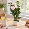 Camellia Plant 50 cm styled in an interior — Neon Jungle Studios