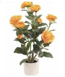 Camellia Plant 50 cm – Orange – Neon Jungle Studios