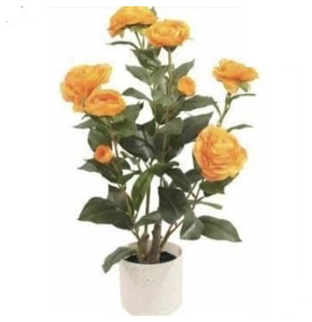 Camellia Plant 50 cm – Orange – Neon Jungle Studios