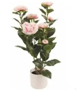 Camellia Plant 50 cm – Pink – Neon Jungle Studios