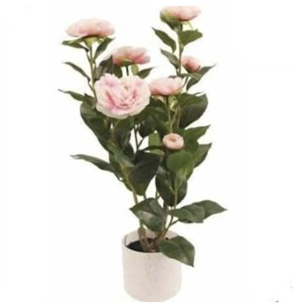 Camellia Plant 50 cm – Pink – Neon Jungle Studios
