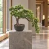 Cascade Pine Bonsai 50 cm styled in an interior — Neon Jungle Studios