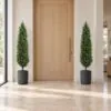 Cone Topiary Tree styled in an interior — Neon Jungle Studios
