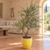 Custom Olive Tree 170*150 cm styled in an interior — Neon Jungle Studios