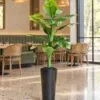 Dieffenbachia 125 cm styled in an interior — Neon Jungle Studios