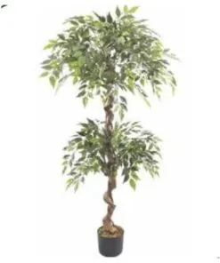 Double Ball Ficus Tree 150 cm – Neon Jungle Studios