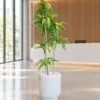 Dracaena Fragrans 160 cm styled in an interior — Neon Jungle Studios