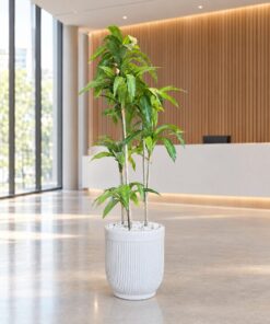 Dracaena Fragrans 160 cm styled in an interior — Neon Jungle Studios