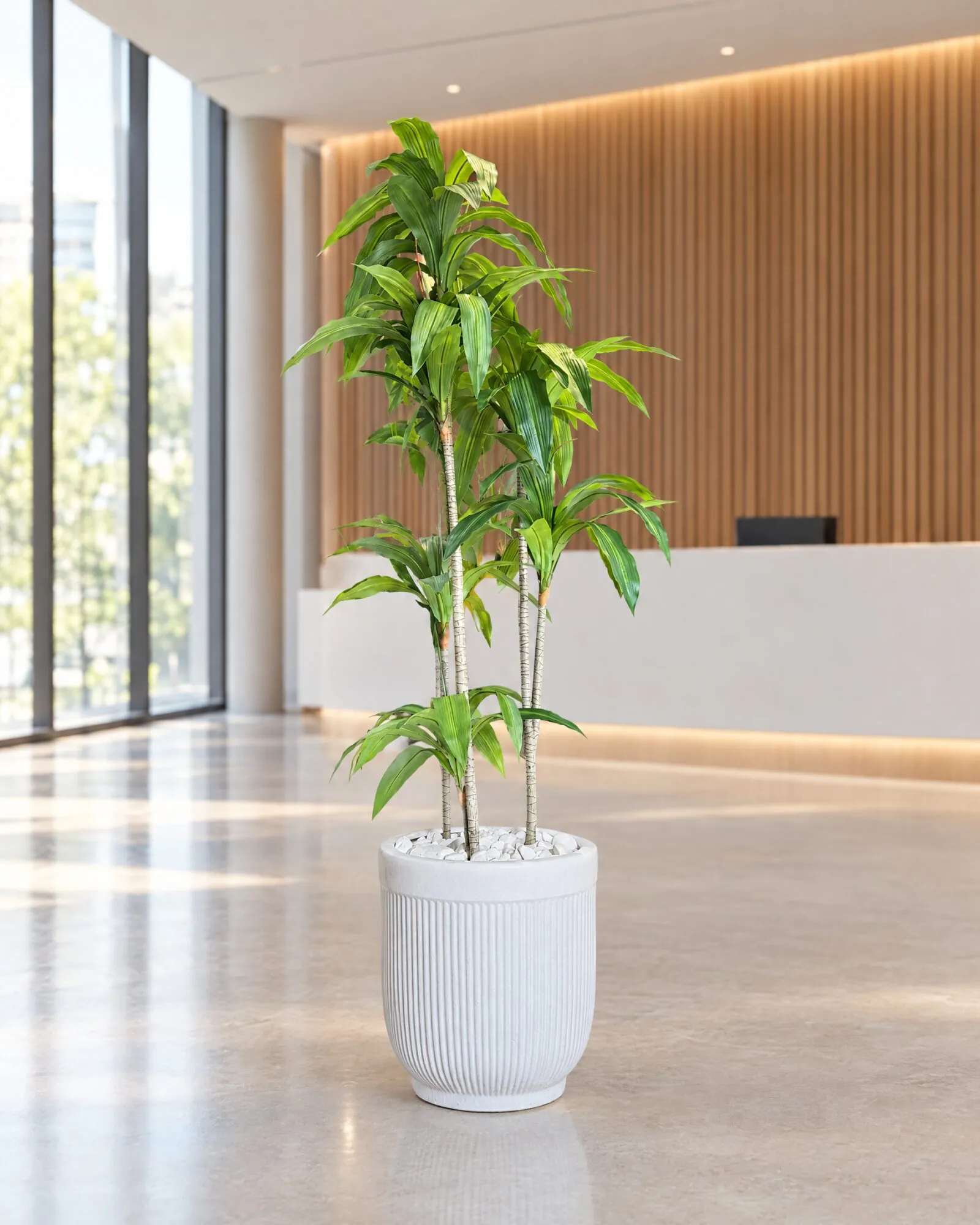Dracaena Fragrans 160 cm styled in an interior — Neon Jungle Studios