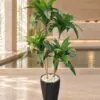 Dracaena Fragrans 2 trunks 120 cm styled in an interior — Neon Jungle Studios