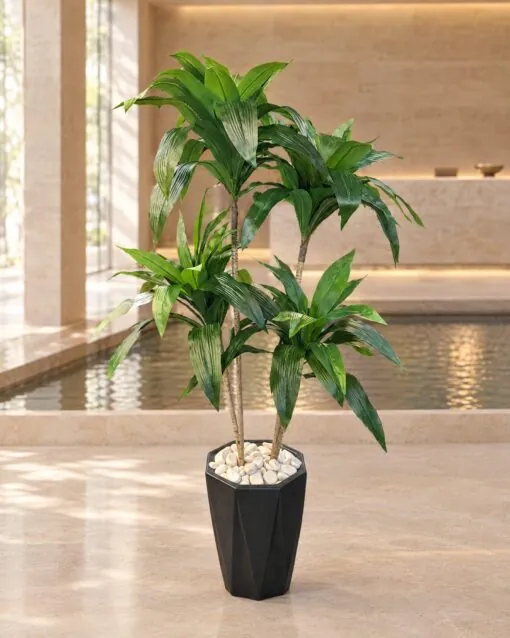 Dracaena Fragrans 2 trunks 120 cm styled in an interior — Neon Jungle Studios