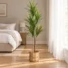 Dracaena Fragrans thin stem styled in an interior — Neon Jungle Studios