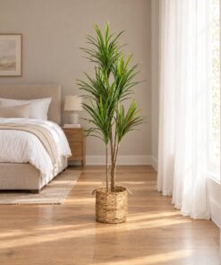 Dracaena Fragrans thin stem styled in an interior — Neon Jungle Studios
