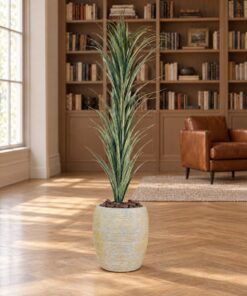 Dracaena Marginata 130 cm Single Stem styled in an interior — Neon Jungle Studios