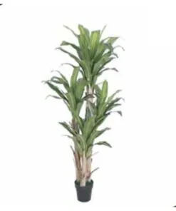 Dracaena Tree 160 cm – Neon Jungle Studios