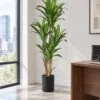Dracaena Tree 160 cm styled in an interior — Neon Jungle Studios