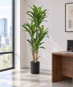 Dracaena Tree 160 cm styled in an interior — Neon Jungle Studios