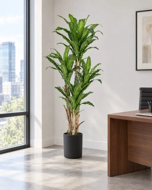 Dracaena Tree 160 cm styled in an interior — Neon Jungle Studios