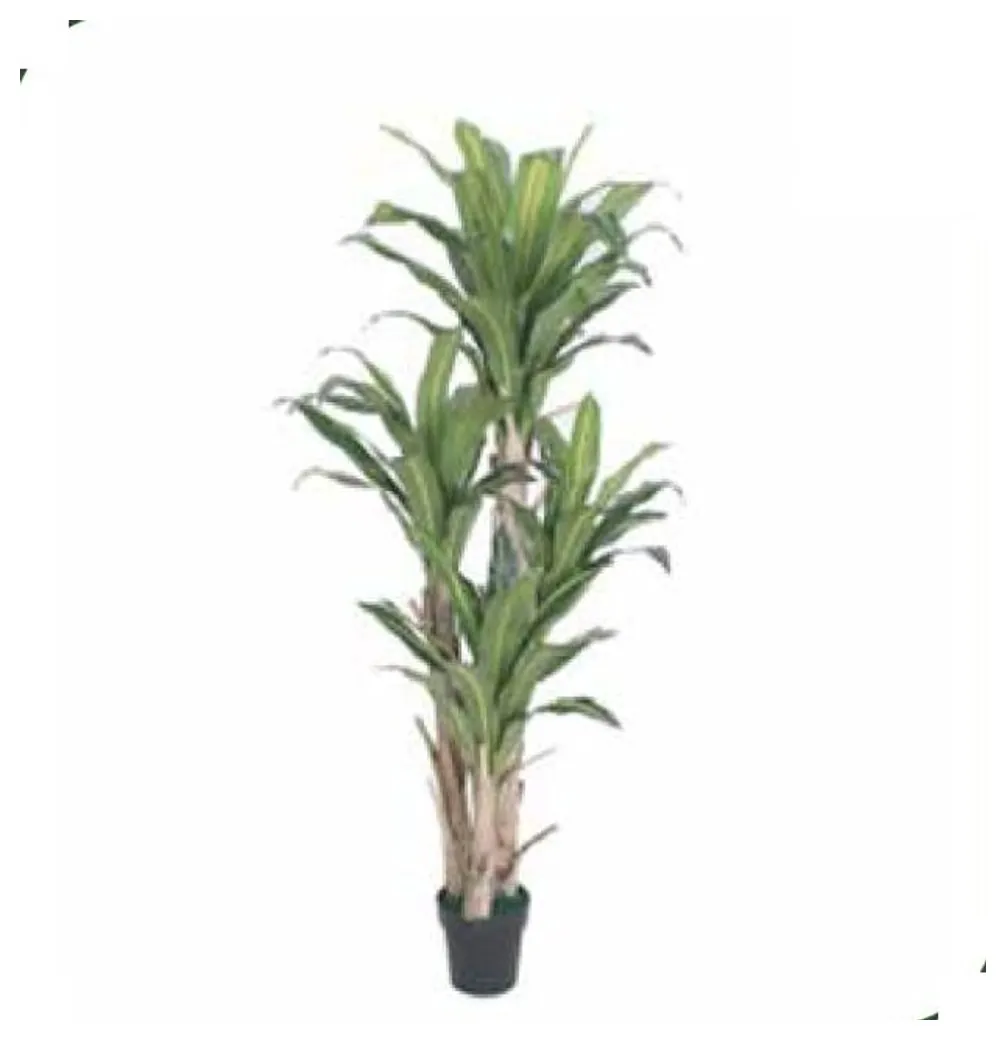 Dracaena Tree 160 cm – Neon Jungle Studios