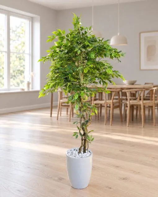 Ficus Benjamina 170 cm Fiber trunk styled in an interior — Neon Jungle Studios