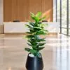 Ficus Lyrata 110 cm styled in an interior — Neon Jungle Studios