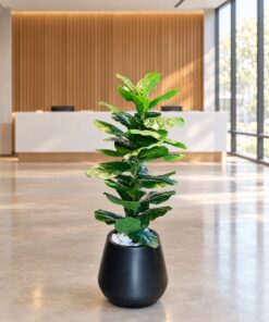 Ficus Lyrata 110 cm styled in an interior — Neon Jungle Studios