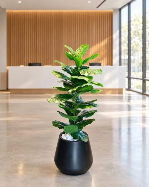 Ficus Lyrata 110 cm styled in an interior — Neon Jungle Studios