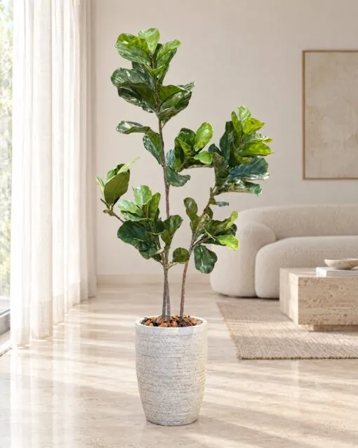Ficus lyrata 150 cm styled in an interior — Neon Jungle Studios