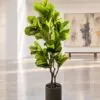 Ficus Lyrata 170 cm 2 trunks styled in an interior — Neon Jungle Studios