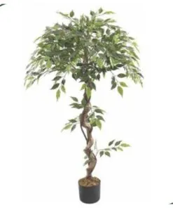 Ficus Tree 120 cm – twisted trunk – Neon Jungle Studios